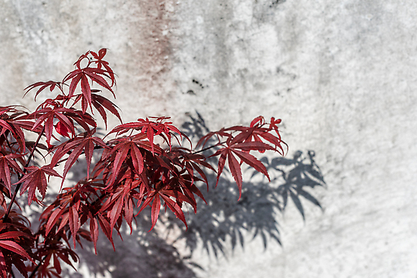포토 JPG 해외이미지 나무 식물 계절 공원 아시아 선 벽 백그라운드 단풍 잎 꽃무늬 패턴 오렌지 자연 그림자 동양인 사람없음 야외 장식 빨간색 빛 컬러풀 정원 일본 맑음 검은색 회색 흰색 나뭇가지 내추럴 콘크리트 해외포토 공공시설 꽃 나라 컬러 무늬 과일 날씨 인종 생태계 파일형식 이미지허브