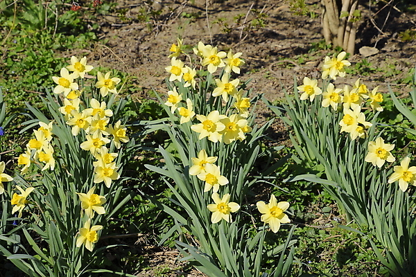 포토 JPG 해외이미지 식물 계절 꽃잎 꽃 잎 꽃무늬 농업 전구 자연 양파 사람없음 장식 초록색 노란색 새싹 정원 봄 활발 성장 벚꽃 인사 신선 개화 그룹 4월 자르기 원예 화단 수선화 내추럴 강렬 많음 해외포토 산업 컬러 컨셉 무늬 채소 모션 취미 예절 날짜 생태계 파일형식 이미지허브