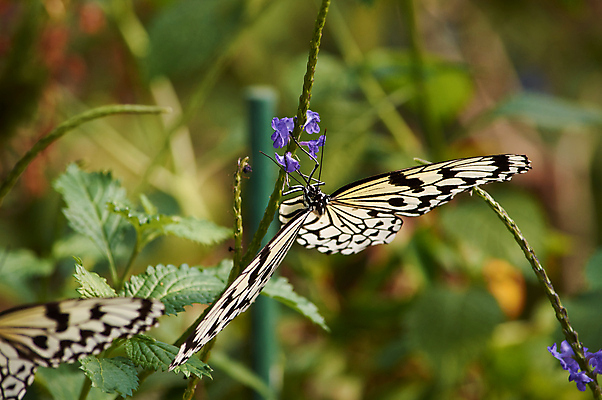 포토 JPG 해외이미지 나무 식물 동물 계절 공원 꽃 아시아 종이 야생동물 섬 나비 곤충 백그라운드 잎 패턴 날개 자연 밥 아이디어 사람없음 야외 초록색 여름 컬러풀 정원 일본 검은색 흰색 닫기 벌레 묘사 연 내추럴 고립 해외포토 공공시설 나라 음식 컬러 컨셉 무늬 모션 놀이용품 생태계 파일형식 이미지허브