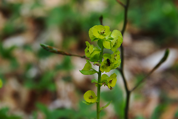 포토 JPG 해외이미지 식물 동물 꽃잎 꽃 야생동물 곤충 백그라운드 잎 꽃무늬 자연 사람없음 야외 초록색 여름 갈색 정원 봄 성장 벚꽃 흰색 나뭇가지 신선 닫기 해충 벌레 작음 먹기 자연백그라운드 개미 메뚜기 내추럴 해외포토 나무 계절 컬러 무늬 모션 크기 생태계 파일형식 이미지허브