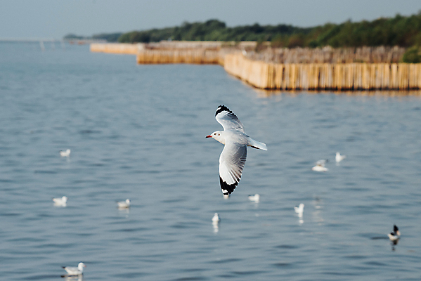 포토 JPG 해외이미지 동물 공원 야생동물 바다 태국 자연 갈매기 조류 하늘 앉기 사람없음 야외 초록색 컬러풀 정원 검은색 회색 흰색 나뭇가지 관찰 황무지 작음 깃털 사냥 공포 동물상 해외포토 나무 공공시설 아시아 컬러 모션 조형물 크기 생태계 파일형식 이미지허브
