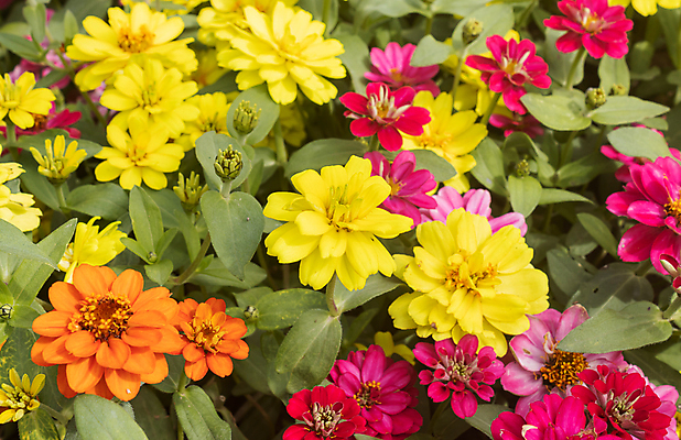 포토 JPG 해외이미지 식물 디자인 꽃잎 꽃 꽃다발 잎 꽃무늬 패턴 자연 휴식 사람없음 장식 빨간색 초록색 여름 컬러풀 귀여움 정원 보라색 봄 벚꽃 가을 나뭇가지 신선 닫기 달콤 제비꽃 내추럴 해외포토 나무 계절 컬러 컨셉 무늬 모션 맛 생태계 파일형식 이미지허브