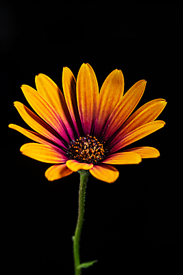 포토 JPG 해외이미지 식물 계절 꽃잎 꽃 줄기 자연 검은배경 사람없음 여름 컬러풀 정원 사진촬영 봄 성장 그림 데이지 향기 내추럴 고립 취급주의 카피스페이스 해외포토 컬러 백그라운드 경고 검은색 촬영 공백 생태계 냄새 파일형식 이미지허브