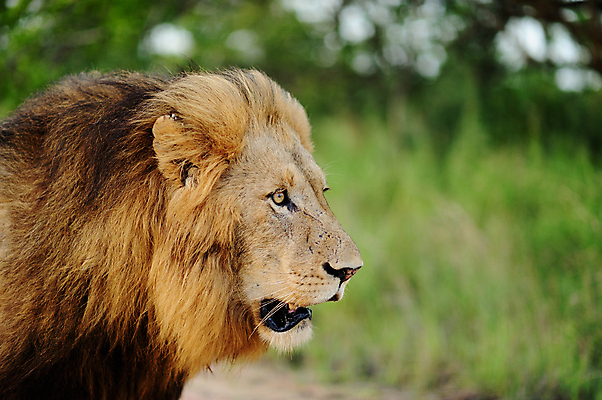 포토 JPG 해외이미지 동물 응시 남자 야생동물 포유류 아프리카 자연 아침 털 사람없음 야외 빛 고양이 사막 황무지 위험 사자 큼 사파리 육식동물 갈기 사냥꾼 사자자리 표범 남쪽 내추럴 남아프리카 동물상 칼라하리 힘찬 해외포토 주간 직업 시선 나라 컨셉 사람 반려동물 조형물 별자리 크기 방향 생태계 파일형식 이미지허브