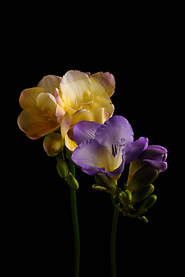 포토 JPG 해외이미지 스튜디오촬영 식물 계절 꽃잎 꽃 줄기 꽃무늬 전구 자연 검은배경 사랑 사람없음 컬러풀 사진촬영 봄 활발 개화 닫기 그림 향기 내추럴 카피스페이스 해외포토 감정 컬러 백그라운드 컨셉 무늬 모션 실내 검은색 촬영 공백 생태계 냄새 파일형식 이미지허브