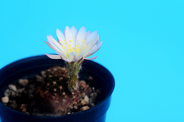 포토 JPG 해외이미지 식물 꽃잎 꽃 분홍색 백그라운드 잎 꽃무늬 오렌지 자연 선인장 사람없음 야외 초록색 여름 컬러풀 노란색 정원 보라색 봄 사막 성장 벚꽃 흰색 신선 개화 가시 냄비 척추 원예 내추럴 해외포토 계절 컬러 무늬 과일 뼈 취미 솥 생태계 파일형식 이미지허브