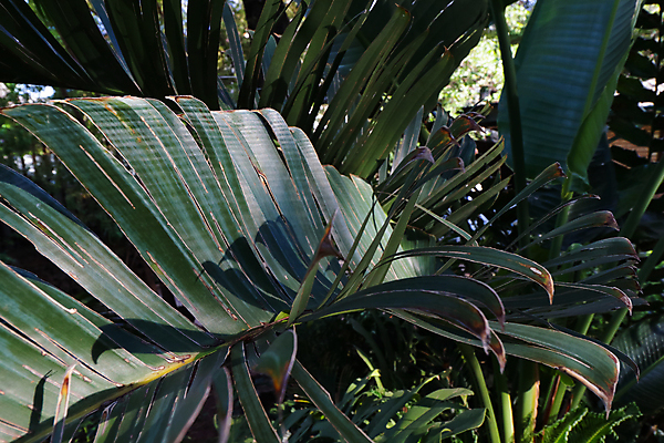 포토 JPG 해외이미지 식물 줄기 백그라운드 잎 패턴 자연 추상 프레임 손바닥 사람없음 가로 초록색 환경 정원 사진촬영 회색 성장 나뭇가지 신선 숲 열대우림 원예 질감 상록수 내추럴 남아프리카 생태학 이국적 그리너리 해외포토 나무 손 교육 컬러 무늬 아프리카 취미 촬영 생태계 파일형식 트랜드컬러 이미지허브