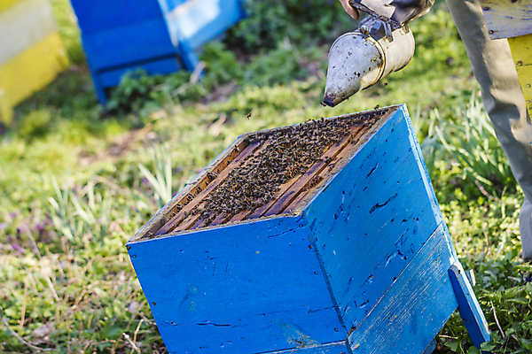 포토 JPG 해외이미지 백인 직업 유럽 곤충 농업 자연 노동자 프레임 사람없음 야외 농장 머리빗 업무 작업 꿀벌 벌 통제 유기농 꿀 벌집 내추럴 밀랍 식민지 양봉 양봉장 해외포토 서양인 동물 웰빙 나라 산업 미용용품 벌_곤충 생태계 파일형식 이미지허브