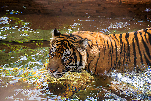 포토 JPG 해외이미지 동물 얼굴 야생동물 포유류 자연 털 사람없음 물 파란색 고양이 줄무늬 분노 흰색 호랑이 큼 육식동물 해외포토 자연요소 감정 컬러 무늬 신체부위 반려동물 크기 생태계 파일형식 이미지허브