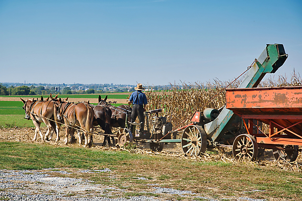 포토 JPG 해외이미지 식물 구름 종교 여행 밭 농업 자연 하늘 파노라마 옥수수 풍경 사람없음 야외 초록색 파란색 농작물 농장 환경 미국 수확 성장 시골 신선 숲 땅 유기농 마차 내추럴 외양간 밭일 해외포토 자연요소 웰빙 산업 교통수단 컬러 북아메리카 곡류 촬영기법 생태계 파일형식 이미지허브