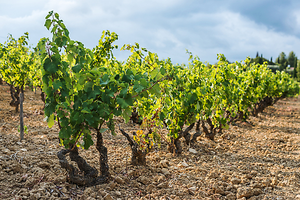 포토 JPG 해외이미지 식물 선 패턴 농업 포도 들기 사람없음 야외 초록색 여름 농작물 세트 햇빛 농장 새싹 고요 프랑스 수확 바위 나뭇가지 맛 소프트포커스 발사 배열 버드나무 포도밭 포도나무 땅바닥 줄서기 해외포토 나무 계절 유럽 산업 컬러 컨셉 무늬 밭 과일 모션 바닥 촬영기법 태양 돌_바위 과일나무 파일형식 이미지허브