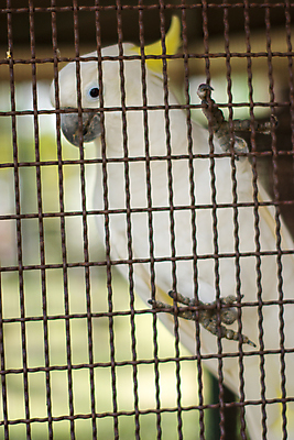 포토 JPG 해외이미지 동물 조류 동물원 사람없음 앵무새 해외포토 파일형식 이미지허브