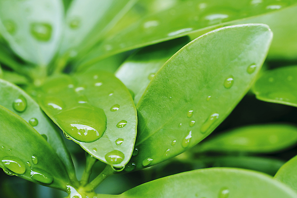 포토 JPG 해외이미지 식물 지구 줄기 백그라운드 잎 자연 벽지 사람없음 초록색 물 환경 정원 봄 젖음 성장 물방울 신선 떨어짐 빗방울 에코 질감 내추럴 생태학 해외포토 자연요소 계절 교육 컬러 컨셉 비_날씨 생태계 파일형식 이미지허브