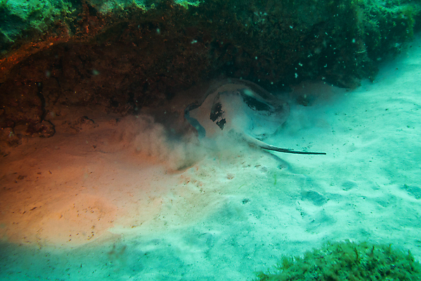 포토 JPG 해외이미지 동물 야생동물 바다 섬 여행 자연 낚시 어류 사람없음 물 파란색 검은색 바닷속 수중 수영 광선 원형 산호 잠수부 생태계 다이빙 암초 깊이 해외포토 자연요소 도형 컬러 레저 수중동물 수상스포츠 자포동물 전문직 수중스포츠 파일형식 이미지허브