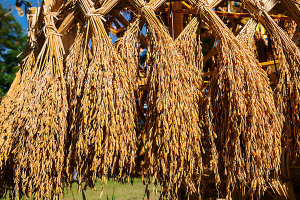 포토 JPG 해외이미지 식물 산업 아시아 음식 농업 자연 밥 건조 씨앗 사람없음 농장 수확 농부 낟알 시리얼 날것 섬유 논밭 숙성 해외포토 직업 나라 밭 논 직물 생태계 파일형식 이미지허브