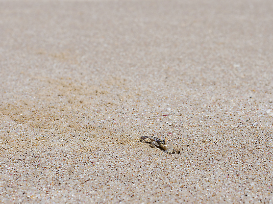 포토 JPG 해외이미지 동물 1 야생동물 음식 모래 바다 여행 중동 자연 조류 휴가 종류 갑각류 풍경 사람없음 모래사장 사막 게 닫기 유령 파편 가재 해산물 육식동물 내추럴 기어가기 집게발 혼자 해외포토 나라 모션 생태계 파일형식 이미지허브