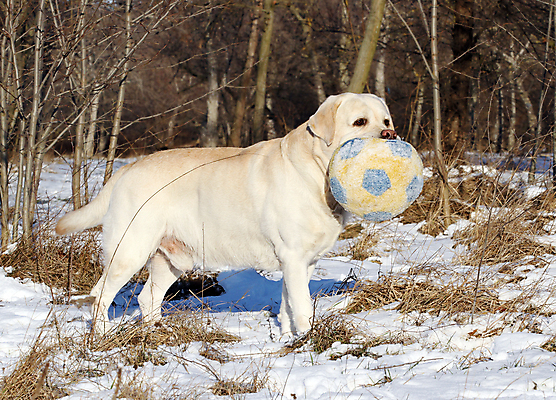 포토 JPG 해외이미지 공원 행복 겨울 하늘 사람없음 반려동물 장난감 달리기 노란색 귀여움 맑음 흰색 황금 개 리트리버 숲 래브라도리트리버 창백 기르기 유래 해외포토 동물 계절 공공시설 감정 컬러 컨셉 포유류 모션 날씨 돌봄 파일형식 이미지허브