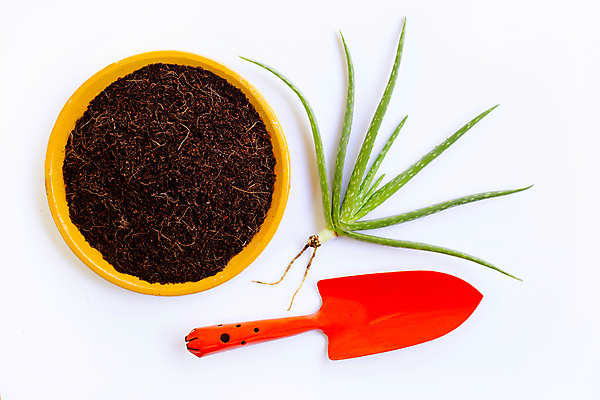 포토 JPG 해외이미지 스튜디오촬영 손 여자 꽃 지구 농업 실내 사람없음 갈색 새싹 정원 냄비 흰배경 먼지 알로에 원예사 해외포토 식물 직업 산업 컬러 백그라운드 사람 내부 신체부위 흰색 솥 파일형식 이미지허브