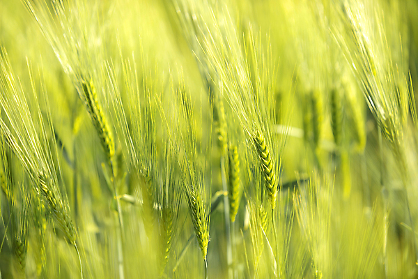 포토 JPG 해외이미지 식물 계절 공원 음식 빵 백그라운드 패턴 밭 농업 자연 벽지 부활절 잔디 사람없음 초록색 농작물 컬러풀 햇빛 정원 맑음 봄 수확 성장 신선 시리얼 허브 묘사 원예 질감 부드러움 내추럴 블러 해외포토 공공시설 기념일 산업 컬러 무늬 날씨 취미 태양 감각 생태계 파일형식 이미지허브