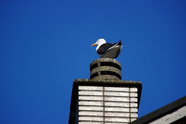포토 JPG 해외이미지 동물 조류 사람없음 해외포토 파일형식 이미지허브