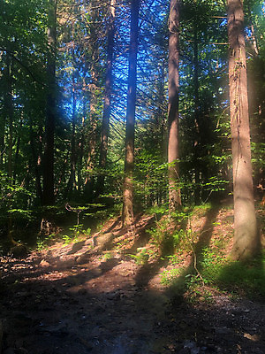 포토 JPG 해외이미지 나무 식물 계절 공원 도로 길 백그라운드 잎 자연 동화 그림자 풍경 사람없음 야외 목재 초록색 여름 빛 햇빛 태양 환경 새벽 꿈 하이킹 에너지 가을 나뭇가지 시골 숲 신비 내추럴 몽환 환상 카피스페이스 해외포토 자연요소 공공시설 컬러 컨셉 재료 교통시설 레저 공백 생태계 파일형식 이미지허브
