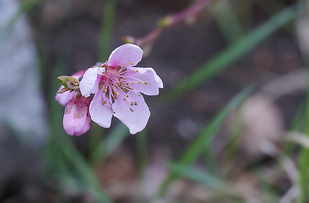포토 JPG 해외이미지 식물 계절 꽃잎 꽃 분홍색 백그라운드 꽃무늬 자연 동양인 사람없음 햇빛 일본 보라색 봄 벚꽃 신선 개화 체리 우아함 닫기 4월 순수 묘사 향기 부드러움 내추럴 블러 엘리먼트 카피스페이스 해외포토 아시아 컬러 컨셉 무늬 과일 모션 인종 태양 공백 감각 날짜 생태계 냄새 파일형식 이미지허브