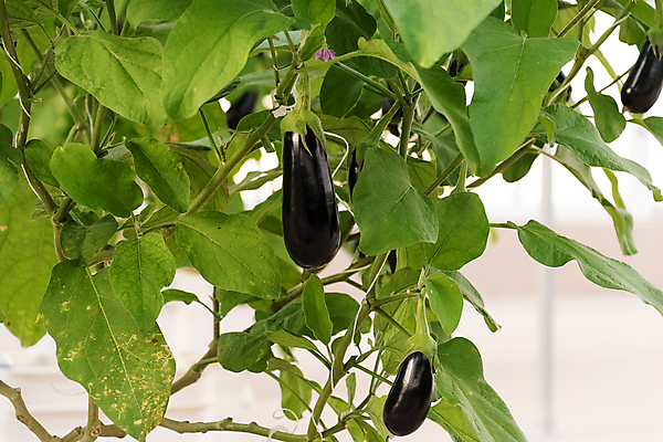 포토 JPG 해외이미지 식물 계절 음식 줄기 잎 농업 다이어트 채소 자연 가지 건강 사람없음 초록색 농장 정원 수확 성장 신선 유기농 내추럴 밭일 해외포토 웰빙 산업 컬러 생태계 파일형식 이미지허브