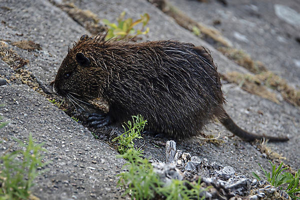 포토 JPG 해외이미지 동물 공원 유럽 호수 야생동물 백그라운드 오렌지 포유류 자연 털 성인 사람없음 야외 물 강 갈색 수영 젖음 프랑스 개울 치아 해충 쥐 설치류 큼 내추럴 비버 해외포토 자연요소 공공시설 나라 컬러 과일 사람 수상스포츠 소화기관 벌레 크기 생태계 파일형식 이미지허브