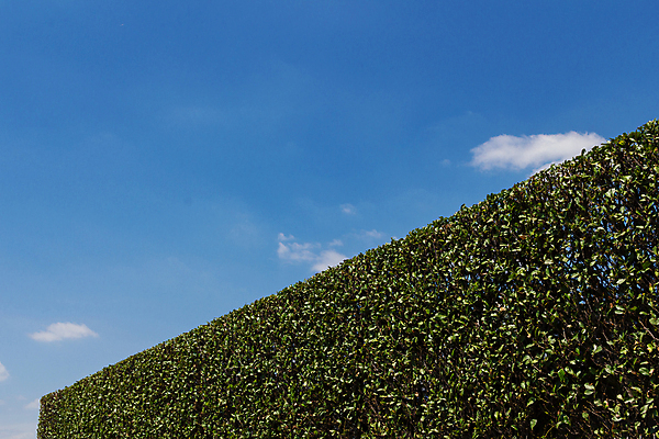 포토 JPG 해외이미지 식물 구름 손 계절 공원 잎 하늘 잔디 사람없음 야외 장식 가로 초록색 여름 울타리 정원 벚꽃 도구 잡기 작업 개화 자르기 원예 클립 손질 다듬기 원예사 해외포토 자연요소 직업 공공시설 꽃 컬러 모션 취미 신체부위 담장 파일형식 이미지허브