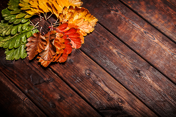 포토 JPG 해외이미지 나무 식물 계절 공원 백그라운드 단풍 잎 패턴 오렌지 자연 추상 사람없음 빨간색 컬러풀 갈색 노란색 활발 수확 가을 황금 떨어짐 숲 질감 10월 내추럴 해외포토 공공시설 컬러 컨셉 무늬 농업 과일 날짜 생태계 파일형식 이미지허브