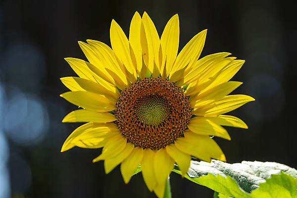 포토 JPG 해외이미지 식물 꽃잎 꽃 곤충 꽃무늬 밭 농업 자연 하늘 해바라기 씨앗 풍경 사람없음 야외 초록색 여름 농작물 컬러풀 햇빛 농장 노란색 맑음 활발 수확 성장 벚꽃 가을 시골 개화 황금 유기농 꽃가루 내추럴 밭일 해외포토 동물 웰빙 계절 산업 컬러 컨셉 무늬 날씨 태양 가루 생태계 파일형식 이미지허브