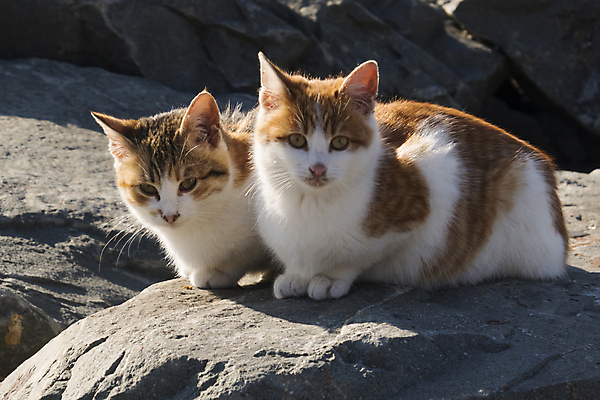 포토 JPG 해외이미지 동물 디자인 응시 행복 백그라운드 장난 포유류 주택 털 실내 사랑 사람없음 그래픽 반려동물 갈색 귀여움 검은색 고양이 우정 회색 흰색 잠 플랫 닫기 만화 모피 그림 얼룩무늬 솜털 거짓말 고립 기르기 유래 해외포토 시선 감정 컬러 컨셉 무늬 모션 내부 건물 친구 돌봄 파일형식 이미지허브