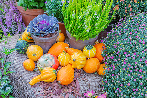 포토 JPG 해외이미지 주간 식물 계절 음식 백그라운드 밭 농업 채소 과일 자연 호박 휴가 건강 사람없음 야외 농작물 컬러풀 농장 환경 정원 할로윈 수확 가을 신선 큼 먹기 계산대 심볼 유기농 날것 박 스쿼시 내추럴 뒤뜰 생태학 숙성 해외포토 자연요소 웰빙 교육 산업 스포츠 컬러 모션 구기 크기 생태계 파일형식 이미지허브