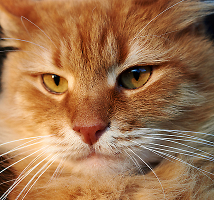 포토 JPG 해외이미지 한마리 얼굴 근접촬영 사람없음 반려동물 갈색 귀여움 고양이 반려묘 해외포토 동물 1 뷰포인트 컬러 컨셉 포유류 신체부위 파일형식 이미지허브