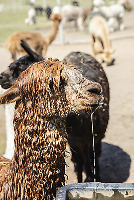 포토 JPG 해외이미지 동물 옷 공원 얼굴 음료 야생동물 포유류 자연 털 건강 동물원 사람없음 야외 반려동물 농장 갈색 머리 검은색 사막 남아메리카 군중 먹기 탐사 혹 양모 단봉낙타 라마 알파카 찰과상 페루 해외포토 공공시설 컬러 농업 모션 아메리카 사람 신체부위 직물 상처 생태계 파일형식 이미지허브