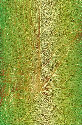 EPS 해외이미지 나무 디자인 선 리플렛 벽 줄기 백그라운드 잎 패턴 일러스트 자연 벽지 표면 날씨 추상 목재 초록색 검은색 줄무늬 고통 회색 수확 흰색 시골 거친 황금 낟알 고민 질감 복고 잡동사니 정맥 내추럴 그런지 수목 엘리먼트 옛날 해외일러스트 식물 감정 컬러 무늬 농업 재료 생태계 혈관 파일형식 벡터 이미지허브