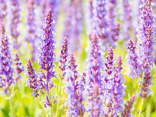 포토 JPG 해외이미지 백그라운드 자연 사람없음 보라색 봄 풀잎 화려 세이지꽃 해외포토 계절 꽃 컬러 컨셉 잎 풀_식물 생태계 파일형식 이미지허브