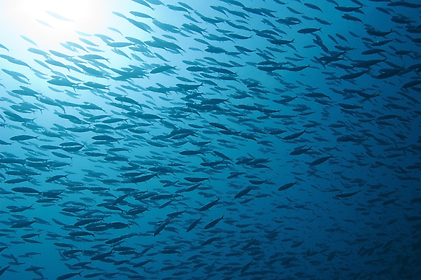포토 JPG 해외이미지 실루엣 야생동물 바다 학교 자연 어류 사람없음 물 파란색 햇빛 태양 수중 그룹 산호 암초 홍해 해외포토 자연요소 동물 교육 컬러 촬영기법 수중동물 자포동물 생태계 파일형식 이미지허브