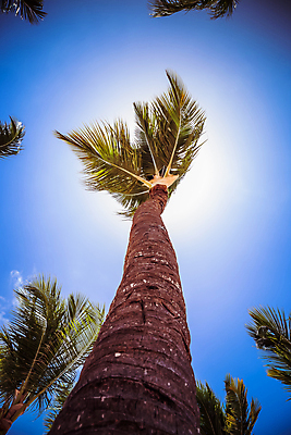 포토 JPG 해외이미지 나무 식물 구름 실루엣 바다 섬 여행 백그라운드 잎 자연 벽지 하늘 휴가 휴식 손바닥 풍경 사람없음 야외 초록색 여름 파란색 빛 햇빛 태양 맑음 일몰 수확 휴양지 복고 캘리포니아 코코넛 카리브해 내추럴 도미니카공화국 이국적 파라다이스 카피스페이스 해외포토 자연요소 손 계절 컬러 컨셉 농업 과일 날씨 촬영기법 노을 미국 공백 장소 남아메리카 생태계 파일형식 이미지허브