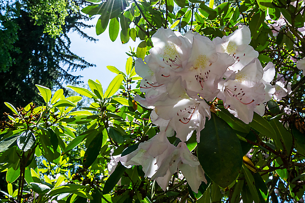 포토 JPG 해외이미지 식물 계절 꽃 분홍색 사람없음 장식 정원 개화 그늘 진달래 관목 원예 창백 취급주의 카피스페이스 세련 해외포토 나무 컬러 경고 취미 공백 파일형식 이미지허브