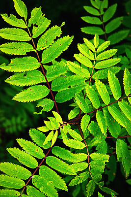 포토 JPG 해외이미지 나무 식물 계절 백그라운드 단풍 잎 자연 산 사람없음 야외 빨간색 초록색 컬러풀 우주 가을 흰색 나뭇가지 내추럴 재 해외포토 컬러 생태계 파일형식 이미지허브