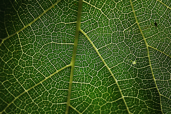 포토 JPG 해외이미지 식물 디자인 백그라운드 잎 패턴 자연 추상 사람없음 초록색 빛 환경 정원 봄 신선 난초 묘사 유기농 질감 내추럴 해외포토 웰빙 계절 컬러 무늬 생태계 파일형식 이미지허브