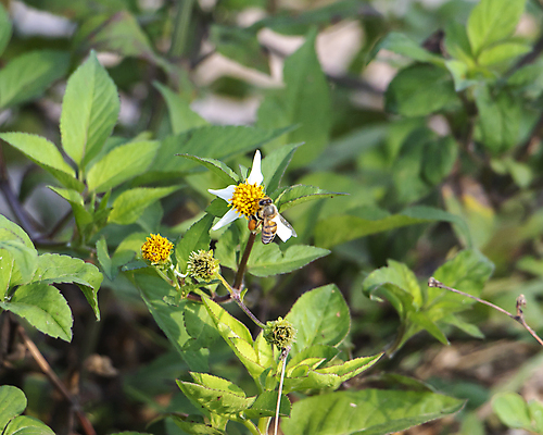 포토 JPG 해외이미지 식물 계절 꽃잎 꽃 나비 곤충 밭 자연 사람없음 초록색 여름 노란색 정원 봄 벚꽃 흰색 벌 데이지 해외포토 동물 컬러 농업 생태계 파일형식 이미지허브