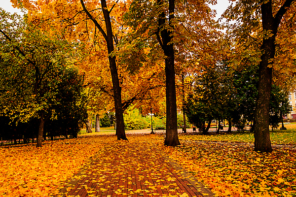 포토 JPG 해외이미지 주간 공원 단풍 낙엽 단풍나무 풍경 사람없음 야외 주황색 가을 해외포토 자연요소 나무 계절 공공시설 컬러 잎 파일형식 이미지허브