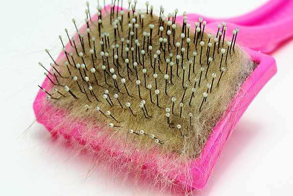 포토 JPG 해외이미지 털 사람없음 고양이 머리빗 메인쿤 해외포토 포유류 반려동물 미용용품 파일형식 이미지허브