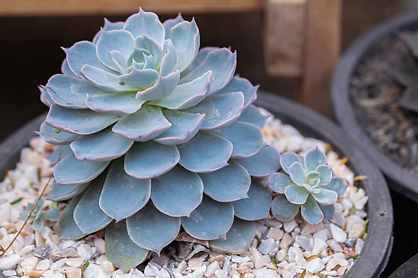 포토 JPG 해외이미지 모양 나무 식물 계절 꽃 백그라운드 잎 꽃무늬 패턴 자연 선인장 주택 사람없음 장식 초록색 컬러풀 정원 사막 수확 성장 벚꽃 신선 뜨거움 그룹 우아함 냄비 정상 원예 질감 조경 내추럴 알로에 해외포토 컬러 컨셉 무늬 농업 취미 건물 솥 생태계 파일형식 이미지허브