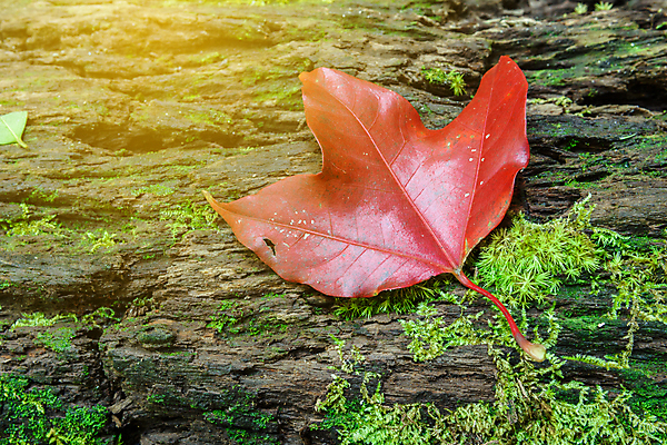 포토 JPG 해외이미지 나무 식물 계절 공원 단풍 잎 태국 자연 이끼 사람없음 야외 빨간색 초록색 환경 성장 가을 황무지 숲 질감 내추럴 생태학 해외포토 공공시설 교육 아시아 컬러 생태계 파일형식 이미지허브