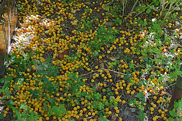 포토 JPG 해외이미지 음식 백그라운드 잎 농업 다이어트 열쇠 디저트 건강 사람없음 야외 목재 빨간색 초록색 여름 농작물 컬러풀 정원 보라색 수확 나뭇가지 신선 체리 그룹 닫기 달콤 맛 다발 오브젝트 유기농 원예 날것 복숭아 자두 거짓말 살구 숙성 채식주의자 해외포토 나무 식물 웰빙 계절 산업 컬러 컨셉 과일 재료 모션 취미 채식 파일형식 이미지허브