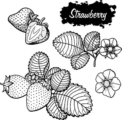 EPS 해외이미지 식물 손 디자인 열매 꽃 음식 백그라운드 잎 농업 다이어트 과일 일러스트 자연 딸기 디저트 건강 미술 그래픽 여름 수확 벚꽃 흰색 신선 그룹 달콤 낙서 인쇄 스케치 상쾌 유기농 복고 날것 윤곽 손그림 내추럴 고립 숙성 채식주의자 해외일러스트 웰빙 계절 감정 산업 컬러 문화예술 신체부위 맛 생태계 채식 파일형식 벡터 이미지허브