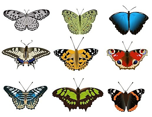 EPS 해외이미지 동물 꽃 나비 곤충 백그라운드 날개 일러스트 자연 종류 미술 그래픽 장식 빨간색 여름 파란색 세트 컬러풀 노란색 정원 봄 흰색 그룹 수집 오브젝트 흰배경 그림 고립 스타일 해외일러스트 식물 계절 컬러 문화예술 생태계 파일형식 벡터 이미지허브